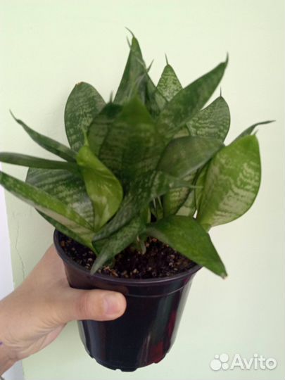 Сансевиерия