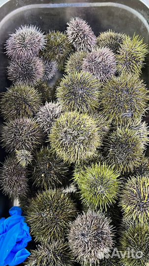 Морские ежи живые, гребешки, мидии и т.д