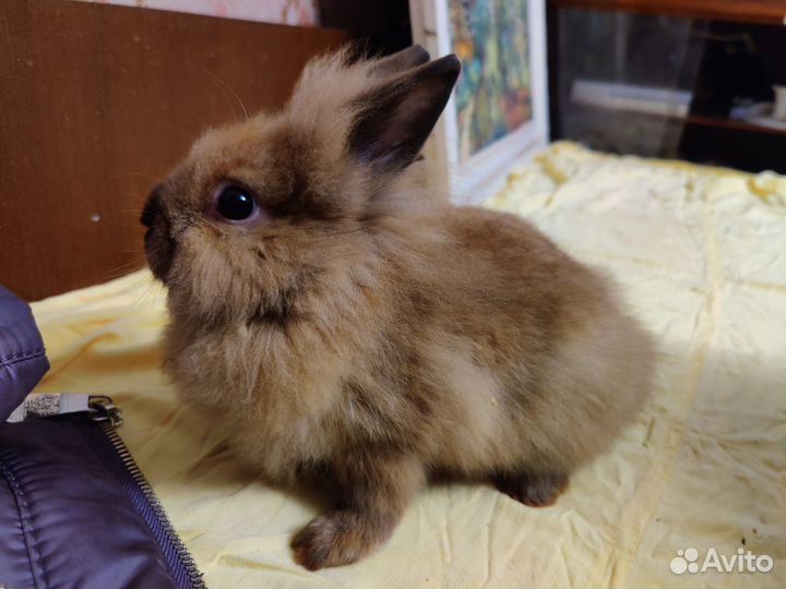 Карликовые львиноголовые крольчата