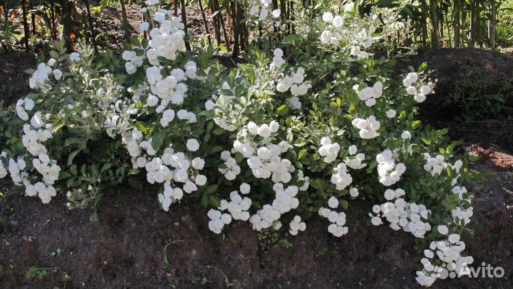 Роза Почвопокровная White Fairy, Белая