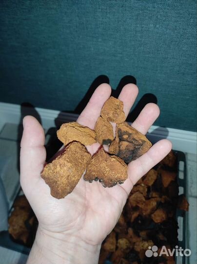 Чага березовая