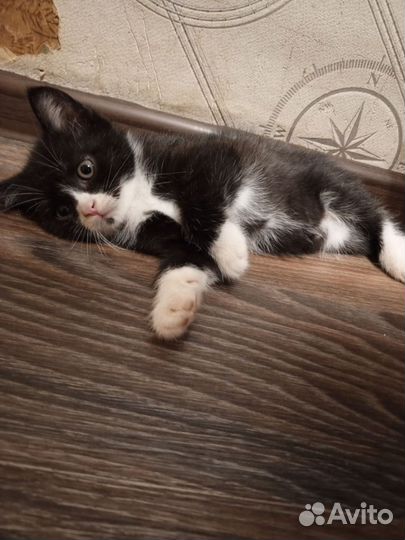 Котята мальчики 2 мес