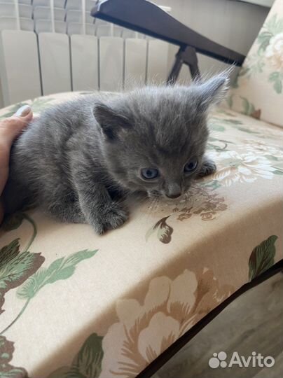 Котята бесплатно