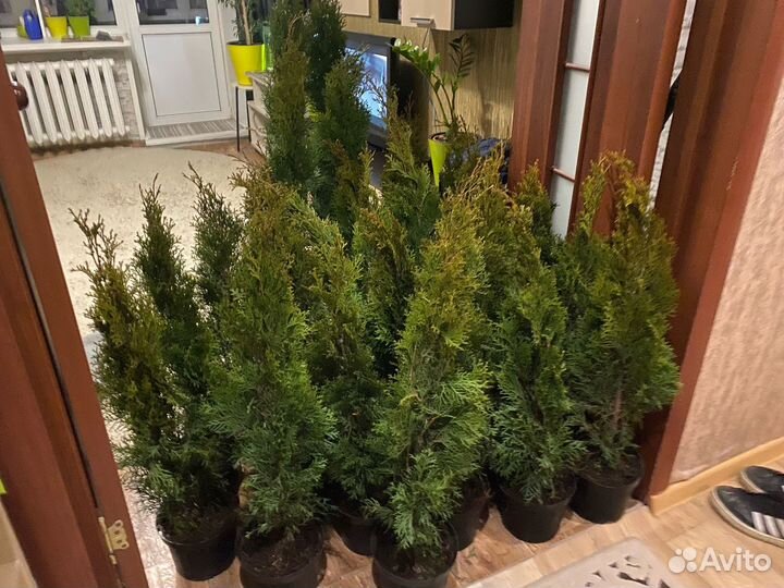 Туя западная смарагд