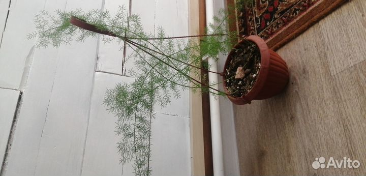 Комнатные растения