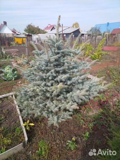 Продам елку