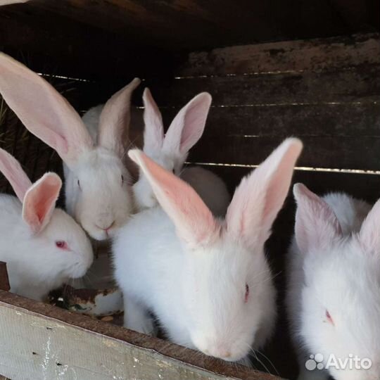 Кролики великаны