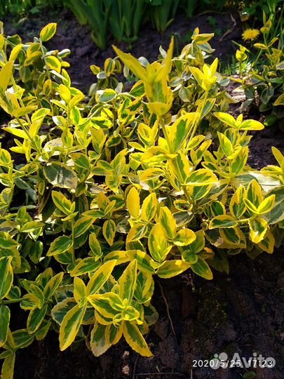 Саженцы Бересклета Форчуна