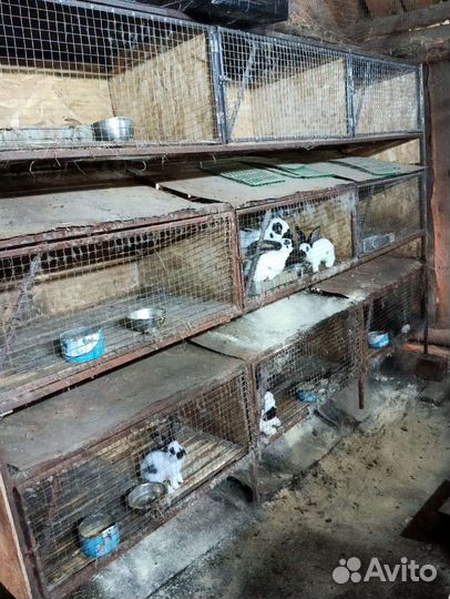 Клетка для кролика