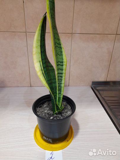 Продам цветы домашние