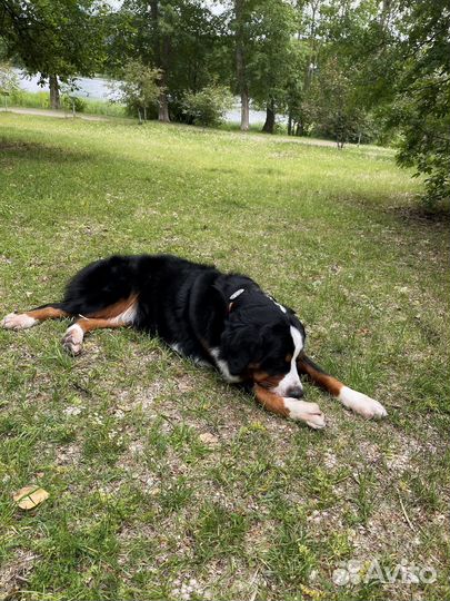 GPS трекер для животных