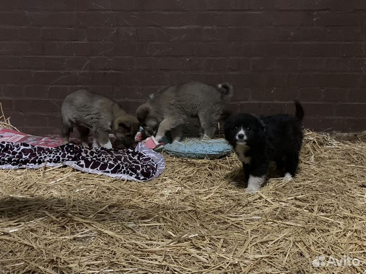 Щенята в добрые руки