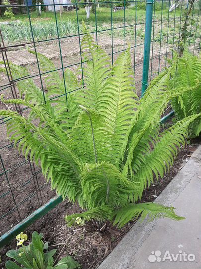 Папоротник сортовой