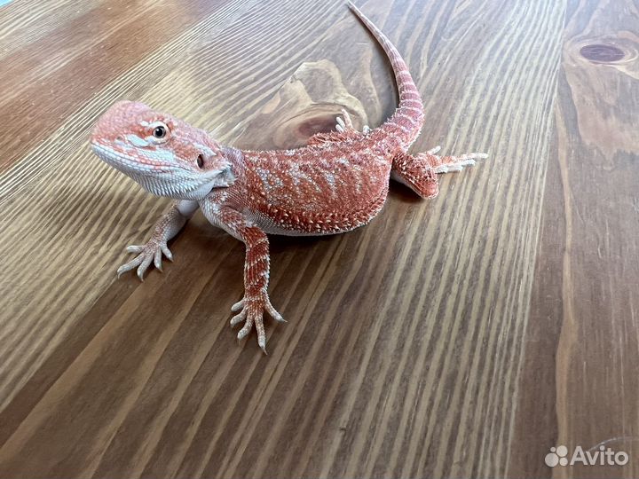 Агама ред самка