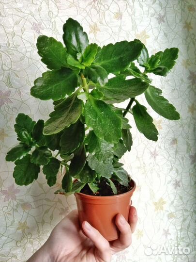 Каланхоэ Блоссфельда