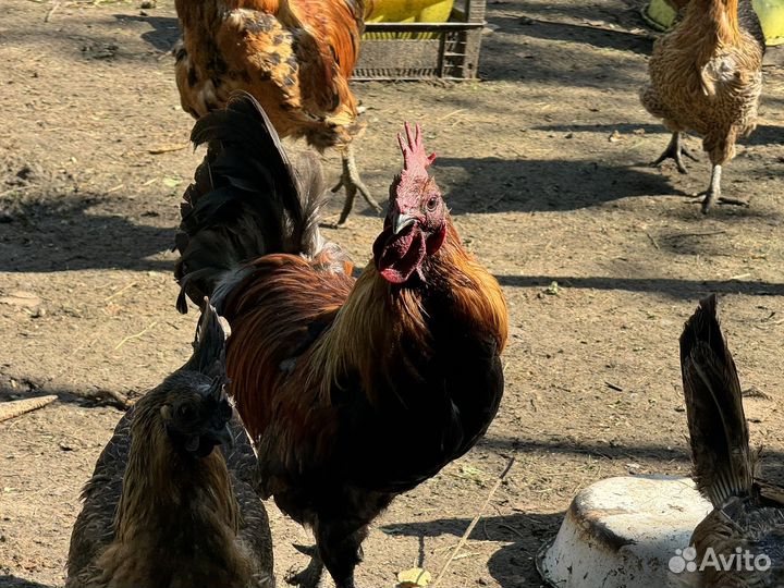 Куры Лакеданзи