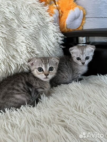 Котята в добрые руки бесплатно