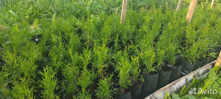 Туя смарагд