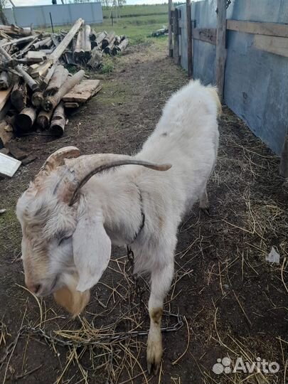 Козы и козел