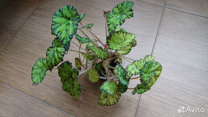 Хавортия, гастерия, крассула, дримиопсис, стапелия