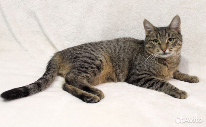 Милейшая кошечка Ума