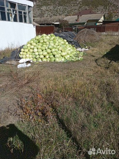 Капуста Центурион