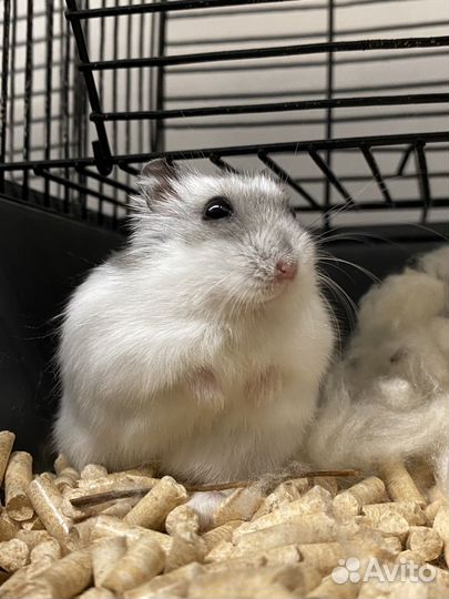 Джунгарский хомяк