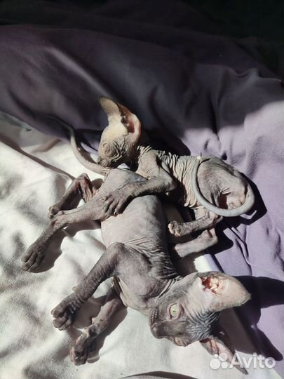 Канадский сфинкс