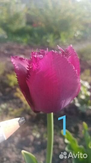 Сортовые тюльпаны