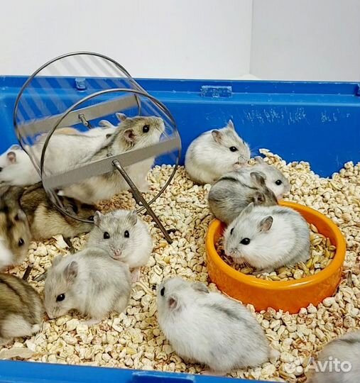 Джунгарские хомячки