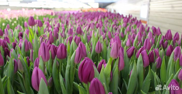 Тюльпаны срезка от 1000 шт от производителя