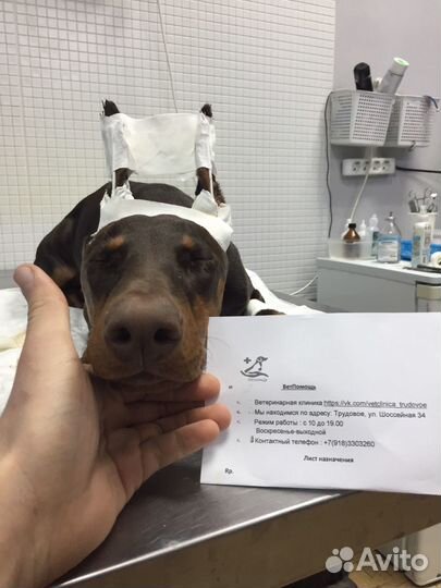 Купирование хвостов и ушей