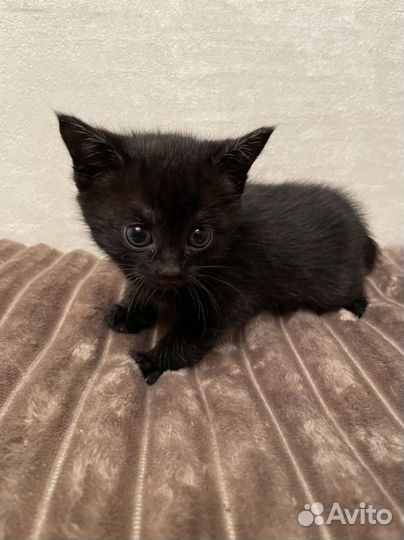 Отдам котят в дорые руки