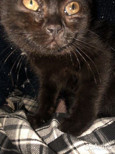 Кошка в добрые руки