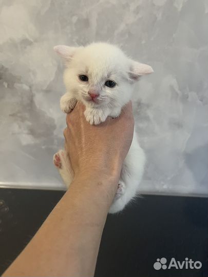 Котенок-девочка в заботливые руки