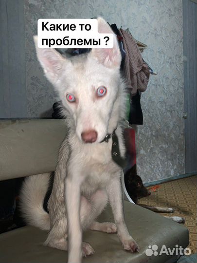 Убежала собака
