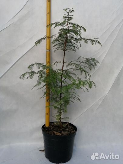 Секвойя, Секвойядендрон, Метасеквойя