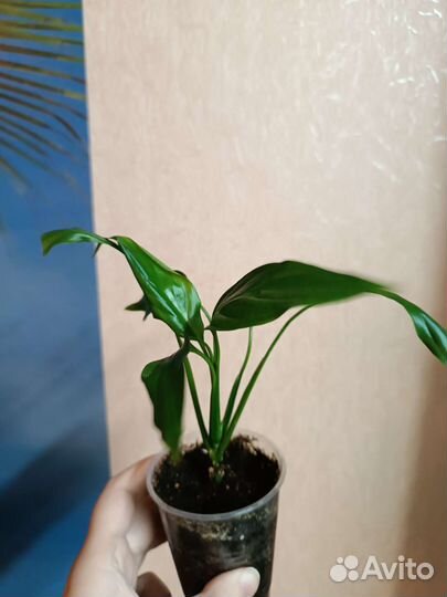 Спатифиллум