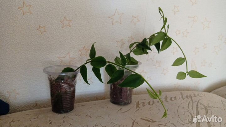 Белопероне вариегатная, хойя Bella