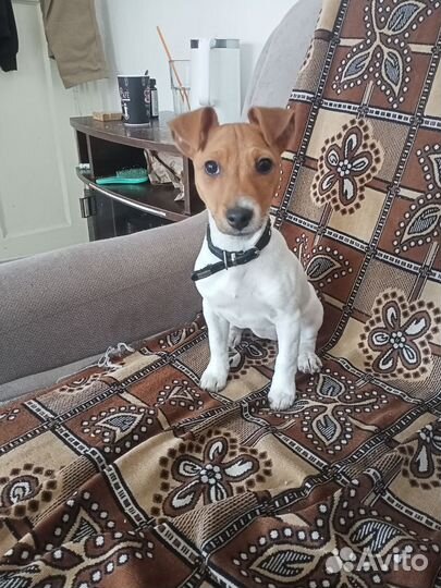 Джек Рассел терьер