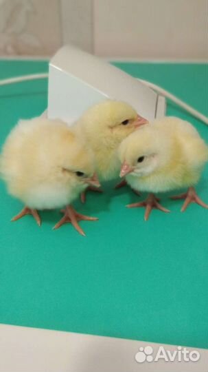 Цыплята броллера. Кобб 500 Росс 308