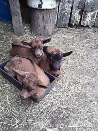 Чешские козлята