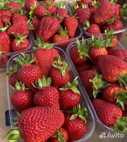 Рассада клубники Альбион, Альба