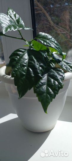 Цветы комнатные