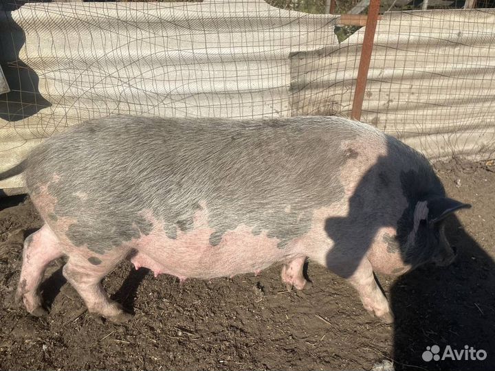 Свиноматка хряк