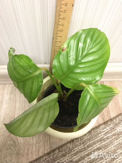 Калатеи разные