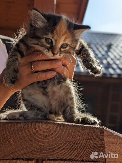 Котята сибирской кошки