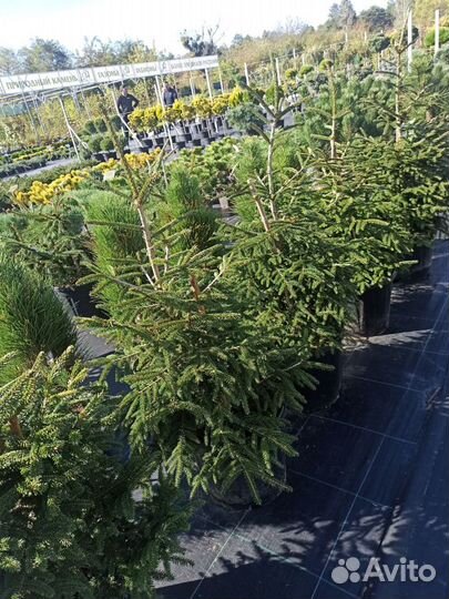 Ель Ауреоспиката, С7 Н60-80