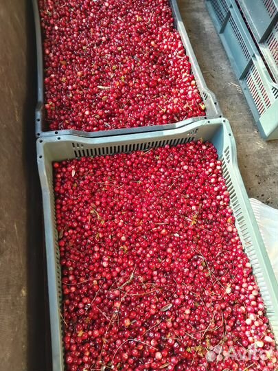 Клюква оптом свежая