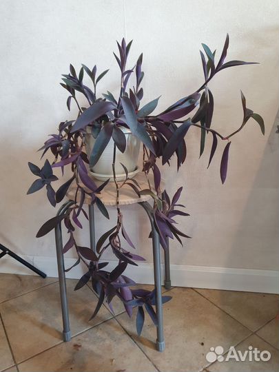 Комнатное растение в горшке